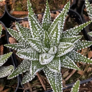 Haworthia Succulent Plant, 2 Inch Pot- Live Plant for Indoor and Outdoor Spaces, Garden Indoor Office Desk Decoration Plant Lover Gift- Haworthia Fasciata