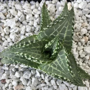 Haworthia Succulent Plant, 2 Inch Pot- Live Plant for Indoor and Outdoor Spaces, Garden Indoor Office Desk Decoration Plant Lover Gift- Haworthia Tessellata