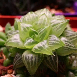 Rare Haworthia Succulent Plant, Live Houseplant for Indoor Outdoor, for Planting and Decoration, 3 Inch Pot- Haworthia Retusa