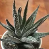 Rare Haworthia Succulent Plant, Live Houseplant Garden Indoor Office Desk Decoration Plant Lover Gift, 3 Inch Pot- Black Haworthia Aloe