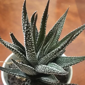 Rare Haworthia Succulent Plant, Live Houseplant Garden Indoor Office Desk Decoration Plant Lover Gift, 3 Inch Pot- Black Haworthia Aloe