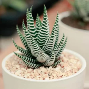 Rare Haworthia Succulent Plant, Live Houseplant Garden Indoor Office Desk Decoration Plant Lover Gift, 3 Inch Pot- Haworthia Zebra