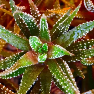 Rare Haworthia Succulent Plant, Live Houseplant Garden Indoor Office Desk Decoration Plant Lover Gift, 3 Inch Pot- Haworthia Zebra