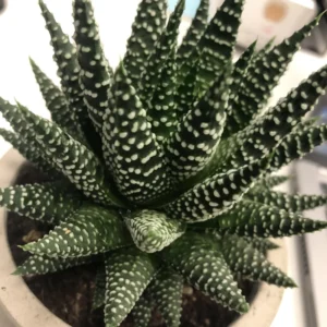 Rare Haworthia Succulent Plant, Live Houseplant Garden Indoor Office Desk Decoration Plant Lover Gift, 3 Inch Pot- Haworthia Fasciata