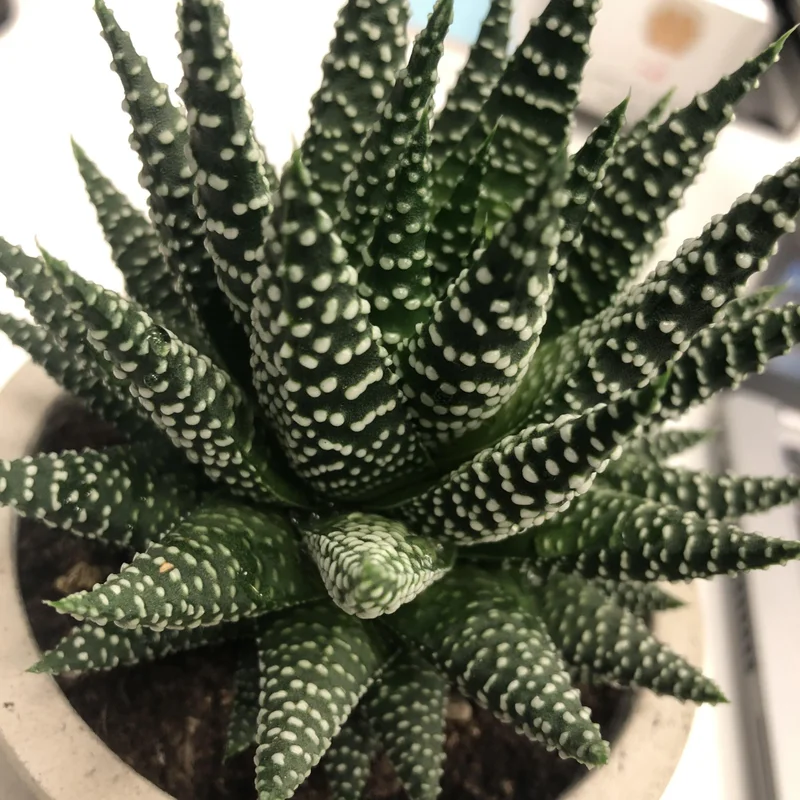 Rare Haworthia Succulent Plant, Live Houseplant Garden Indoor Office Desk Decoration Plant Lover Gift, 3 Inch Pot- Haworthia Fasciata