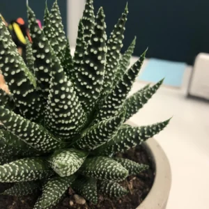 Rare Haworthia Succulent Plant, Live Houseplant Garden Indoor Office Desk Decoration Plant Lover Gift, 3 Inch Pot- Haworthia Fasciata