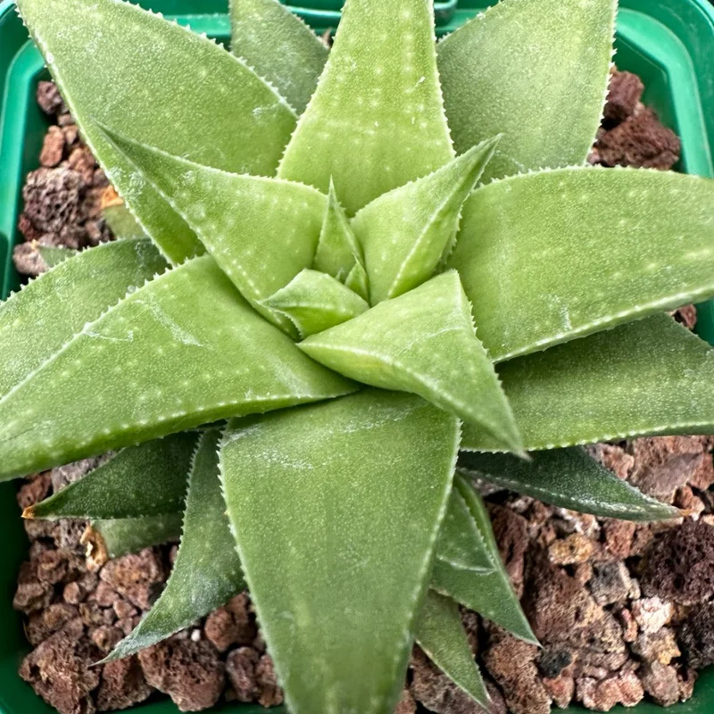 Rare Haworthia Succulent Plant, Live Houseplant Garden Indoor Office Desk Decoration Plant Lover Gift, 3 Inch Pot- Haworthia Angustifolia Baylissii