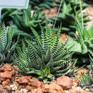 Haworthia Succulent Plant, 2 Inch Pot- Live Plant for Indoor and Outdoor Spaces, Suitable for Home Décor
