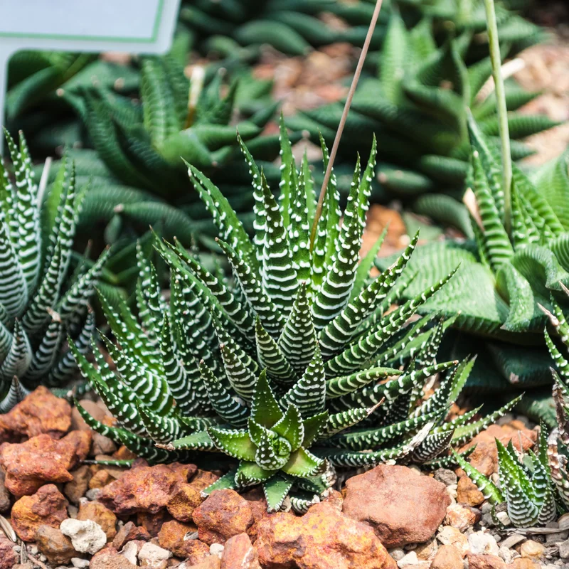 Haworthia Succulent Plant, 2 Inch Pot- Live Plant for Indoor and Outdoor Spaces, Suitable for Home Décor