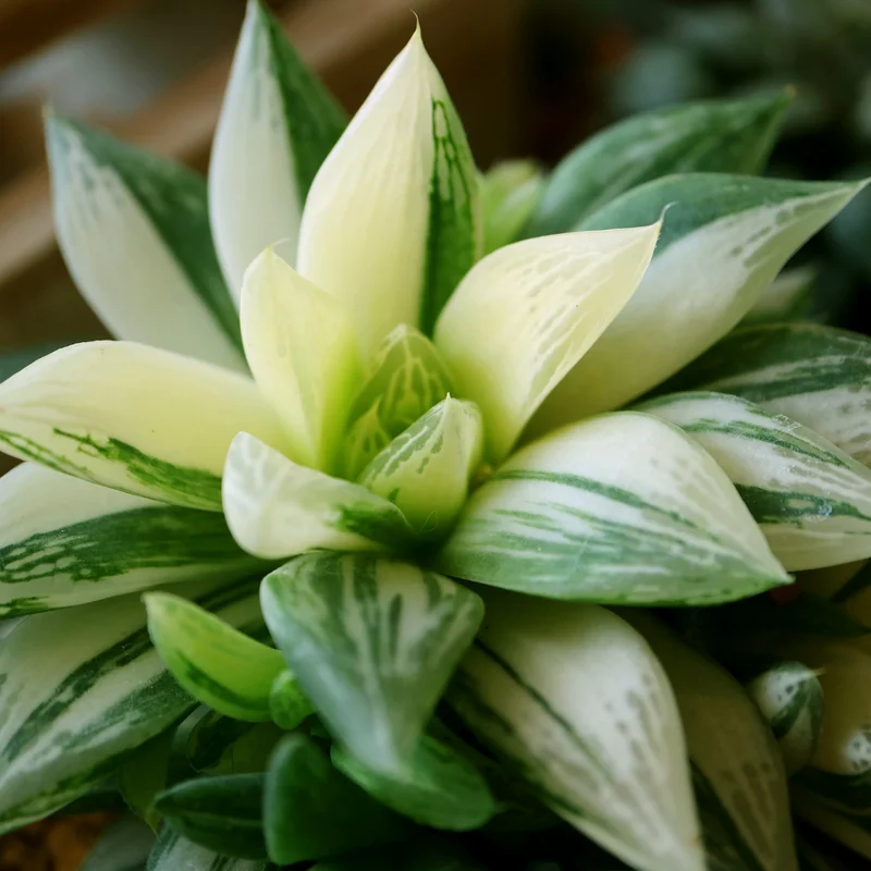 Haworthia Succulent Plant, 2 Inch Pot- Live Plant for Indoor and Outdoor Spaces, Suitable for Home Décor