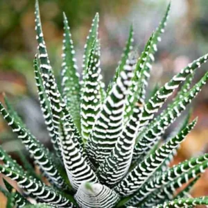 Haworthia Succulent Plant Live, 2 Inc Pot, Succulent Plant for Planting Indoor Outdoor, Houseplant Decor
