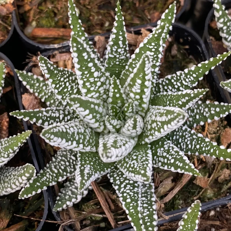 Haworthia Succulent Plant, 2 Inch Pot- Live Plant for Indoor and Outdoor Spaces, Suitable for Home Décor
