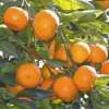 Satsuma Fruit Tree Real Live Plant Citrus 3"6"Seedling Mandarin Tangerine Orange uKN -03