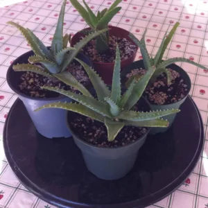 3 Small Bare Rooted Organic Aloe Vera Barbadensis Plant from S. Florida