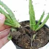 3 Small Bare Rooted Organic Aloe Vera Barbadensis Plant from S. Florida