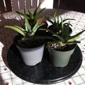 3 Small Bare Rooted Organic Aloe Vera Barbadensis Plant from S. Florida