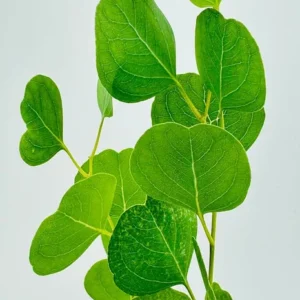 Silver Dollar Cinerea Eucalyptus Live Plant in 4