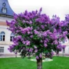 Fresh Seeds - 20 Common Lilac Purple Flower Tree Seeds Fragrant Perennial Garden Plant