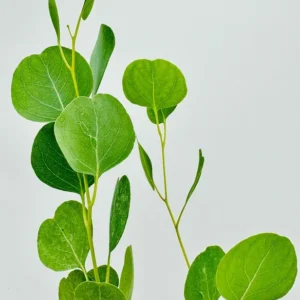 Silver Dollar Cinerea Eucalyptus Live Plant in 4