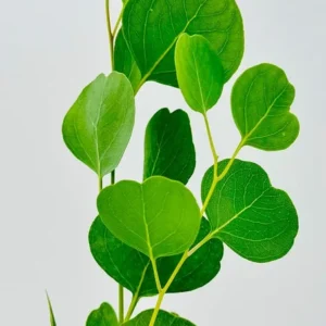 Silver Dollar Cinerea Eucalyptus Live Plant in 4