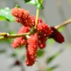 5 Red Mulberry Trees Live Plants, 12-18 Inch Tall Mulberry Bush Bareroots Seedlings