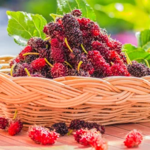 5 Red Mulberry Trees Live Plants, 12-18 Inch Tall Mulberry Bush Bareroots Seedlings