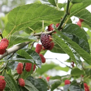 5 Red Mulberry Trees Live Plants, 12-18 Inch Tall Seedlings, Bareroot Mulberry Bushes for Planting