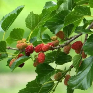 5 Red Mulberry Trees Live Plants, 12-18 Inch Tall Seedlings, Bareroot Mulberry Bushes for Planting