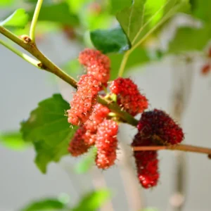 5 Red Mulberry Trees Live Plants, 12-18 Inch Tall Seedlings, Bareroot Mulberry Bushes for Planting
