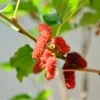 5 Red Mulberry Trees Live Plants, 12-18 Inch Tall Mulberry Bush Bareroots Seedlings