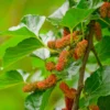 5 Red Mulberry Trees Live Plants, 12-18 Inch Tall Seedlings, Bareroot Mulberry Bushes for Planting