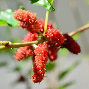 5 Red Mulberry Trees Live Plants, 12-18 Inch Tall Seedlings, Bareroot Mulberry Bushes for Planting