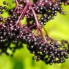 Black Elderberry Plant Live For Planting, 8-15 Inc Tall, In Quart Pot, American Elderberry Bush Live Plant, Elderberry Tree