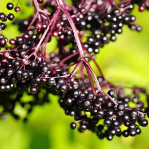 Black Elderberry Plant Live For Planting, 8-15 Inc Tall, In Quart Pot, American Elderberry Bush Live Plant, Elderberry Tree