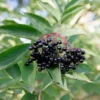 Black Elderberry Plant Live, 8-15 Inch Tall, American Elderberry Bush Live Plant in Quart Pot for Planting
