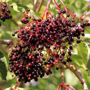 American Elderberry Plant Live, Black Elderberry Tree Live Plant in Quart Pot, 8-15 Inch Tall, Sweet Elderberry Bush