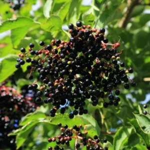 American Elderberry Plant Live, Black Elderberry Tree Live Plant in Quart Pot, 8-15 Inch Tall, Sweet Elderberry Bush