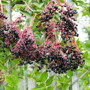American Elderberry Plant Live, Black Elderberry Tree Live Plant in Quart Pot, 8-15 Inch Tall, Sweet Elderberry Bush