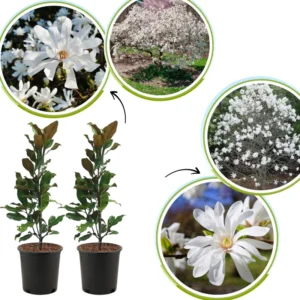 2 Magnolia Plants Live, 6-12 Inch Tall, Magnolia Trees Live Plants, Magnolia Flowers Shrub in 2.5 Inch Pot for Outdoor Planting
