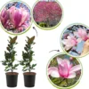2 Magnolia Plants Live, 6-12 Inch Tall, Magnolia Trees Live Plants, Magnolia Flowers Shrub in 2.5 Inch Pot for Outdoor Planting