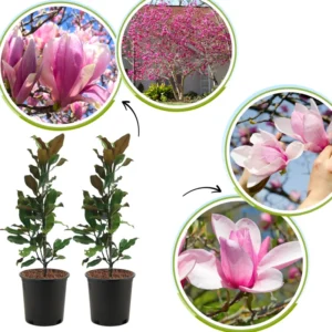 2 Magnolia Plants Live, 6-12 Inch Tall, Magnolia Trees Live Plants, Magnolia Flowers Shrub in 2.5 Inch Pot for Outdoor Planting