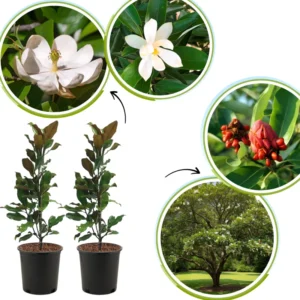 2 Magnolia Plants Live, 6-12 Inch Tall, Magnolia Trees Live Plants, Magnolia Flowers Shrub in 2.5 Inch Pot for Outdoor Planting