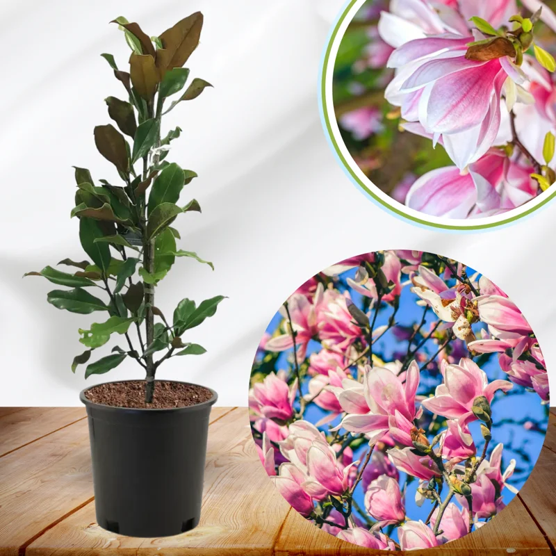 Magnolia Tree Live Plant, 6-12 Inc Tall, Magnolia Plant Live, In 2.5 Inc Pot, Magnolia Flowers Bush Shrub, Magnolia Seedling