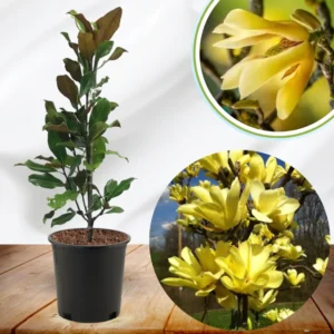 Magnolia Tree Live Plant, 6-12 Inc Tall, Magnolia Plant Live, In 2.5 Inc Pot, Magnolia Flowers Bush Shrub, Magnolia Seedling