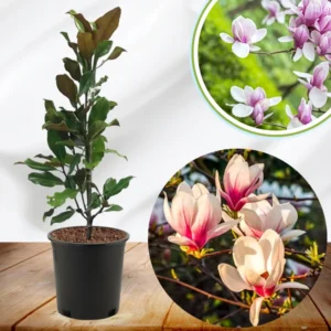 Magnolia Tree Live Plant, 6-12 Inc Tall, Magnolia Plant Live, In 2.5 Inc Pot, Magnolia Flowers Bush Shrub, Magnolia Seedling