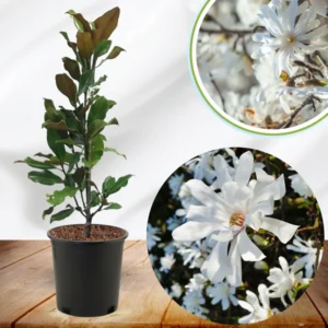 Magnolia Tree Live Plant, 6-12 Inc Tall, Magnolia Plant Live, In 2.5 Inc Pot, Magnolia Flowers Bush Shrub, Magnolia Seedling