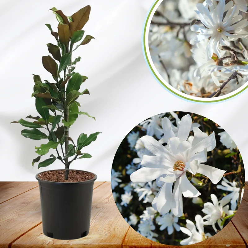 Magnolia Tree Live Plant, 6-12 Inc Tall, Magnolia Plant Live, In 2.5 Inc Pot, Magnolia Flowers Bush Shrub, Magnolia Seedling