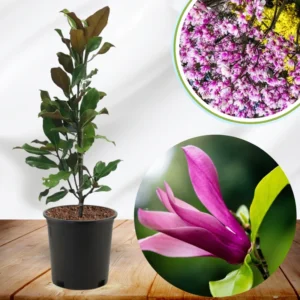 Magnolia Tree Live Plant, 6-12 Inc Tall, Magnolia Plant Live, In 2.5 Inc Pot, Magnolia Flowers Bush Shrub, Magnolia Seedling