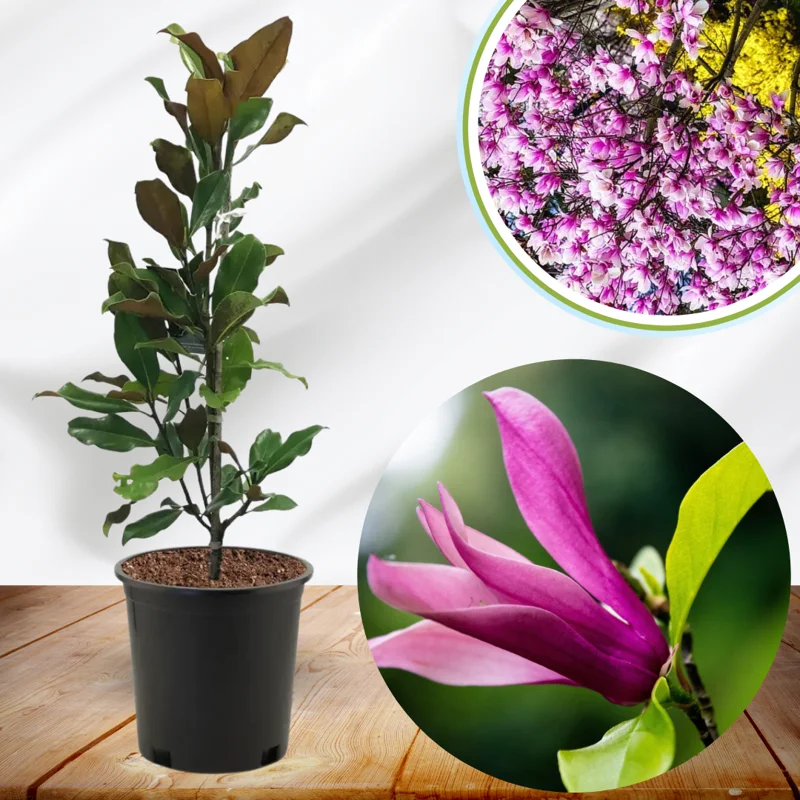 Magnolia Tree Live Plant, 6-12 Inc Tall, Magnolia Plant Live, In 2.5 Inc Pot, Magnolia Flowers Bush Shrub, Magnolia Seedling