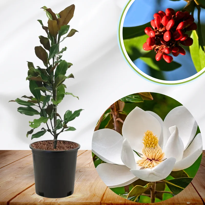 Magnolia Tree Live Plant, 6-12 Inc Tall, Magnolia Plant Live, In 2.5 Inc Pot, Magnolia Flowers Bush Shrub, Magnolia Seedling